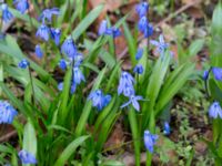 Othocallis siberica Norra Åsum, Kristianstad, Skåne, Sweden 20170405_0175