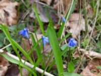 Othocallis siberica Norra Åsum, Kristianstad, Skåne, Sweden 20170405_0178