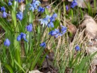 Othocallis siberica Norra Åsum, Kristianstad, Skåne, Sweden 20170405_0186