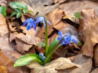 Othocallis siberica Oscarshemsparken, Lund, Skåne, Sweden 20180410_0019