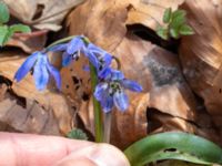 Othocallis siberica Oscarshemsparken, Lund, Skåne, Sweden 20180410_0020