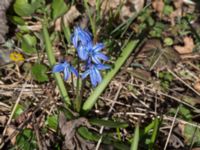 Othocallis siberica Skeppssättningen, Borgholm, Öland, Sweden 20160409_0212