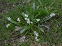 Othocallis siberica St Pauli kyrkogård, Malmö, Skåne, Sweden 20170410_0040