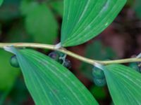 Polygonatum multiflorum Linnebjers naturreservat, Södra Sandby, Lund, Skåne, Sweden 20230805_0038