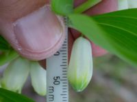 Polygonatum multiflorum × odoratum Käglinge rereationsområde, Malmö, Skåne, Sweden 20230521_0101