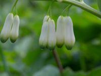 Polygonatum multiflorum × odoratum Ulricedal, Malmö, Skåne, Sweden 20230517_0011