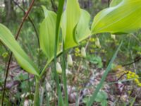 Polygonatum multiflorum x odoratum Östra Stattenavägen, Lund, Skåne, Sweden 20200429_0027