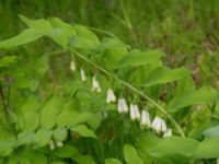 Polygonatum multiflorum x odoratum Katrinetorp, Malmö, Skåne, Sweden 20210528_0047