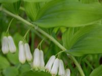 Polygonatum multiflorum x odoratum Katrinetorp, Malmö, Skåne, Sweden 20210528_0049