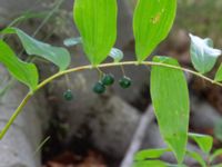 Polygonatum odoratum Östra kyrkogården, Malmö, Skåne, Sweden 20230801_0070