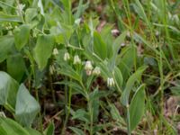 Polygonatum odoratum Haväng, Skåne, Sweden 20170528_0082