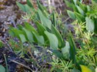 Polygonatum odoratum Marmorbruket, Krokek, Norrköping, Östergötland, Sweden 20190608_0340