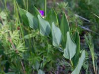 Polygonatum odoratum Marmorbruket, Krokek, Norrköping, Östergötland, Sweden 20190608_0341