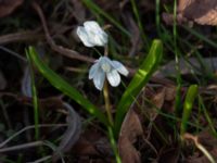 Puschkinia scilloides Ödetomterna, Bunkeflo strandängar, Malmö, Skåne, Sweden 20170324_0012