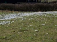 Puschkinia scilloides Karlevi norra, Mörbylånga, Öland, Sweden 20160409_0126