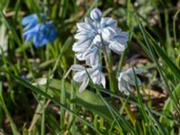 Puschkinia scilloides Karlevi norra, Mörbylånga, Öland, Sweden 20160409_0127