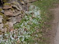 Puschkinia scilloides Kolstad, Mörbylånga, Öland, Sweden 20160409_0261