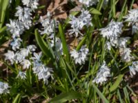 Puschkinia scilloides Kolstad, Mörbylånga, Öland, Sweden 20160409_0263