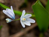 Puschkinia scilloides Limhamns kyrkogård, Malmö, Skåne, Sweden 20190322_0012