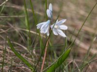 Puschkinia scilloides Lokstallarna, Malmö, Skåne, Sweden 20170325_0038