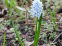 Puschkinia scilloides Norra Åsum, Kristianstad, Skåne, Sweden 20170405_0171