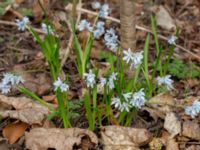 Puschkinia scilloides Norra Åsum, Kristianstad, Skåne, Sweden 20170405_0177