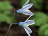 Puschkinia scilloides Norra Åsum, Kristianstad, Skåne, Sweden 20170405_0179