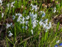 Puschkinia scilloides Vickleby kyrka, Mörbylånga, Öland, Sweden 20160409_0074