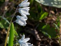 Puschkinia scilloides Vickleby kyrka, Mörbylånga, Öland, Sweden 20160409_0075