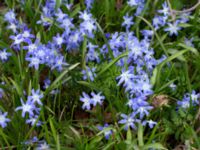 Scilla forbesii Banvallen, Ribersborg, Malmö, Skåne, Sweden 20210413_0001