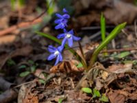 Scilla forbesii Fredentorp, Lund, Skåne, Sweden 20180410_0038