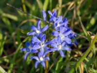 Scilla forbesii Katrinetorp, Malmö, Skåne, Sweden 20200327_0043