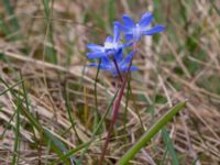 Scilla forbesii Norra Åsum, Kristianstad, Skåne, Sweden 20170405_0169