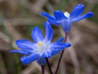 Scilla forbesii Norra Åsum, Kristianstad, Skåne, Sweden 20170405_0170