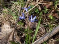 Scilla forbesii Norra Åsum, Kristianstad, Skåne, Sweden 20170405_0192