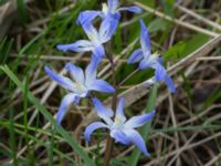 Scilla forbesii Nybergs dunge, Bunkeflo strandängar, Malmö, Skåne, Sweden 20170410_0088