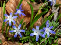 Scilla forbesii Oscarshemsparken, Lund, Skåne, Sweden 20180410_0021