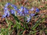 Scilla forbesii Ulricedal, Malmö, Skåne, Sweden 20200321_0060