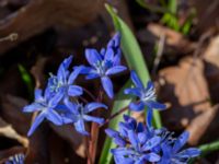 Scilla forbesii Ulricedal, Malmö, Skåne, Sweden 20230401_0047