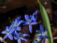 Scilla forbesii Ulricedal, Malmö, Skåne, Sweden 20230401_0049