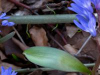 Scilla forbesii et Scilla bifolia Ulricedal, Malmö, Skåne, Sweden 20230401_0051