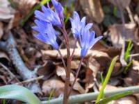 Scilla forbesii et Scilla bifolia Ulricedal, Malmö, Skåne, Sweden 20230401_0055