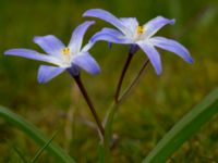 Scilla luciliae Fredentorp, Lund, Skåne, Sweden 20150412_0020