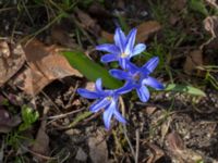 Scilla luciliae Ilstorps kyrka Sjöbo, Skåne, Sweden 20150402_0126