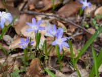 Scilla luciliae Norra Åsum, Kristianstad, Skåne, Sweden 20170405_0172