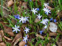 Scilla luciliae Norra Åsum, Kristianstad, Skåne, Sweden 20170405_0174