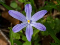 Scilla luciliae Norra Åsum, Kristianstad, Skåne, Sweden 20170405_0187