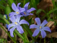 Scilla luciliae Norra Åsum, Kristianstad, Skåne, Sweden 20170405_0188