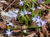 Scilla luciliae Norra Åsum, Kristianstad, Skåne, Sweden 20170405_0190