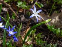 Scilla luciliae Oscarshemsparken, Lund, Skåne, Sweden 20180410_0027